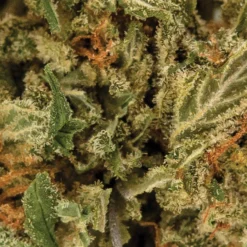 Viridis Green Banner