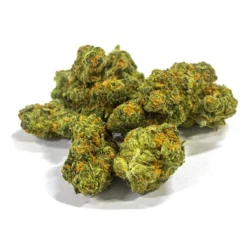 Dykstra Greenhouses 12-Point New Arrivals