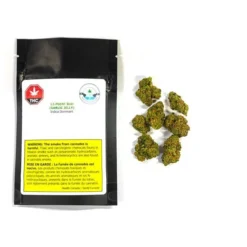 Dykstra Greenhouses 12-Point New Arrivals