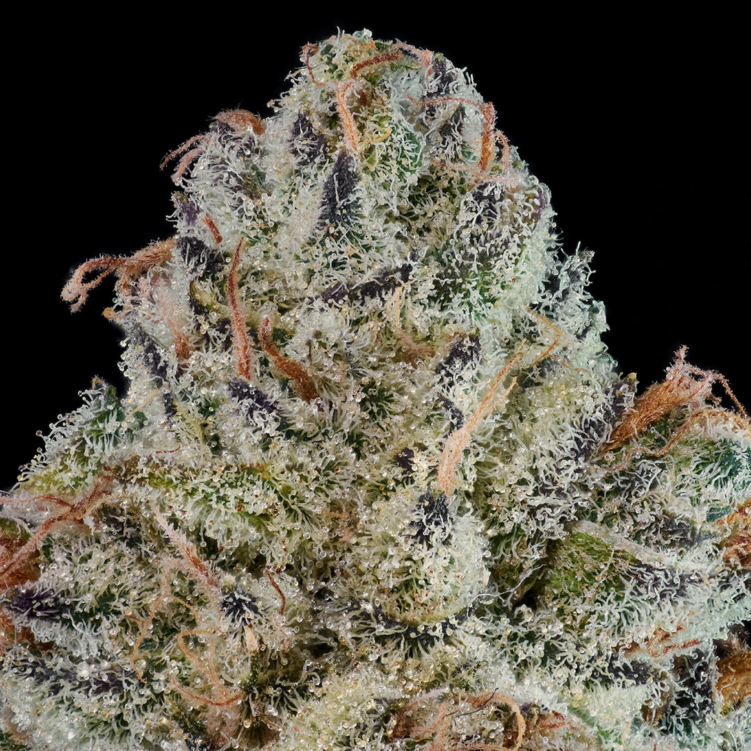 Maven Orange Truffle Soufflee New Arrivals 3 Maven Orange Truffle Soufflee New Arrivals