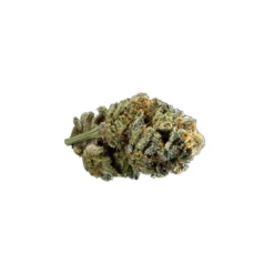New Arrivals 34 Street Seed Co. 34 Street Cookie