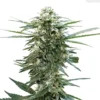 34 Street Seed Co. Pink Lemonade Seeds (4pk) Hybrid Strains