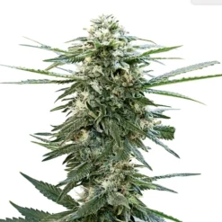34 Street Seed Co. Pink Lemonade Seeds (4pk) Hybrid Strains