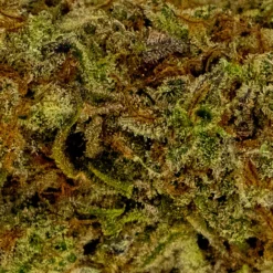 New Arrivals Violet Tourist Lilac Diesel