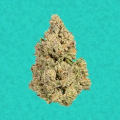 Ebbies Sage New Arrivals