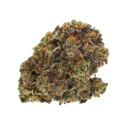 Wink Slurmintz New Arrivals