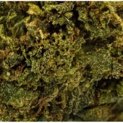 New Arrivals Dykstra Greenhouses Darkest Side Of The Moon