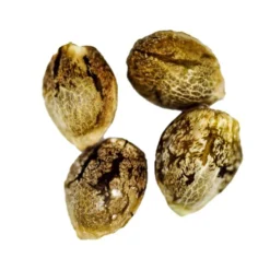 CRG Pharma Indica Strains Charlotte's Diesel