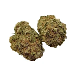 Dykstra Greenhouses EZ Haze (Girl Scout Platinum) New Arrivals