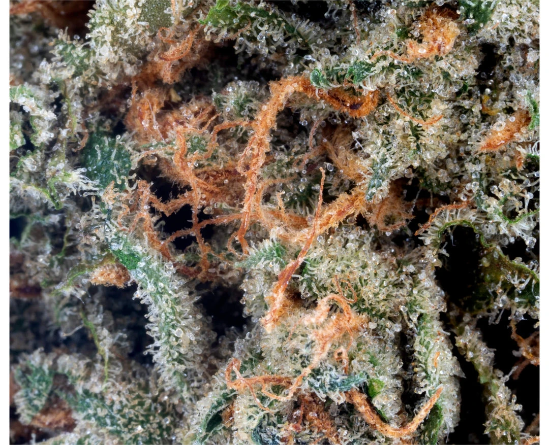 Sundial Citrus Orchard New Arrivals 3 Sundial Citrus Orchard New Arrivals