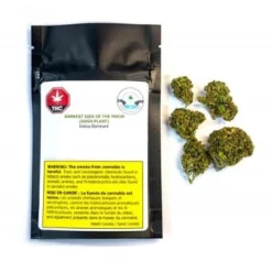 New Arrivals Dykstra Greenhouses Darkest Side Of The Moon