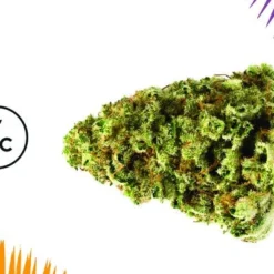 7ACRES Jean Guy New Arrivals