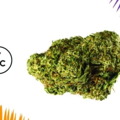 Cannabis Shop 7 7ACRES Sensi Star