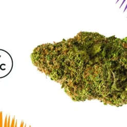 Cannabis Shop 13 New Arrivals 7ACRES White Widow