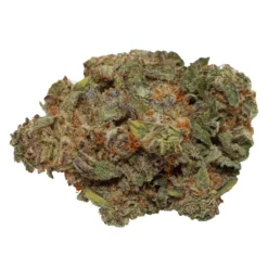 Tam Tams Godfather Kush New Arrivals