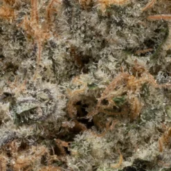 Terpenology New Arrivals Explore The Stars