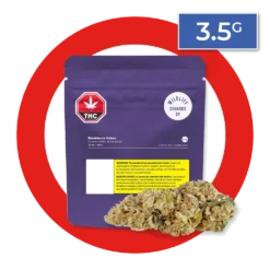 Wildlife New Arrivals Blackberry Gelato