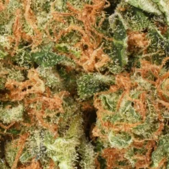 Table Top New Arrivals Amherst Super Skunk 7 Table Top New Arrivals Amherst Super Skunk