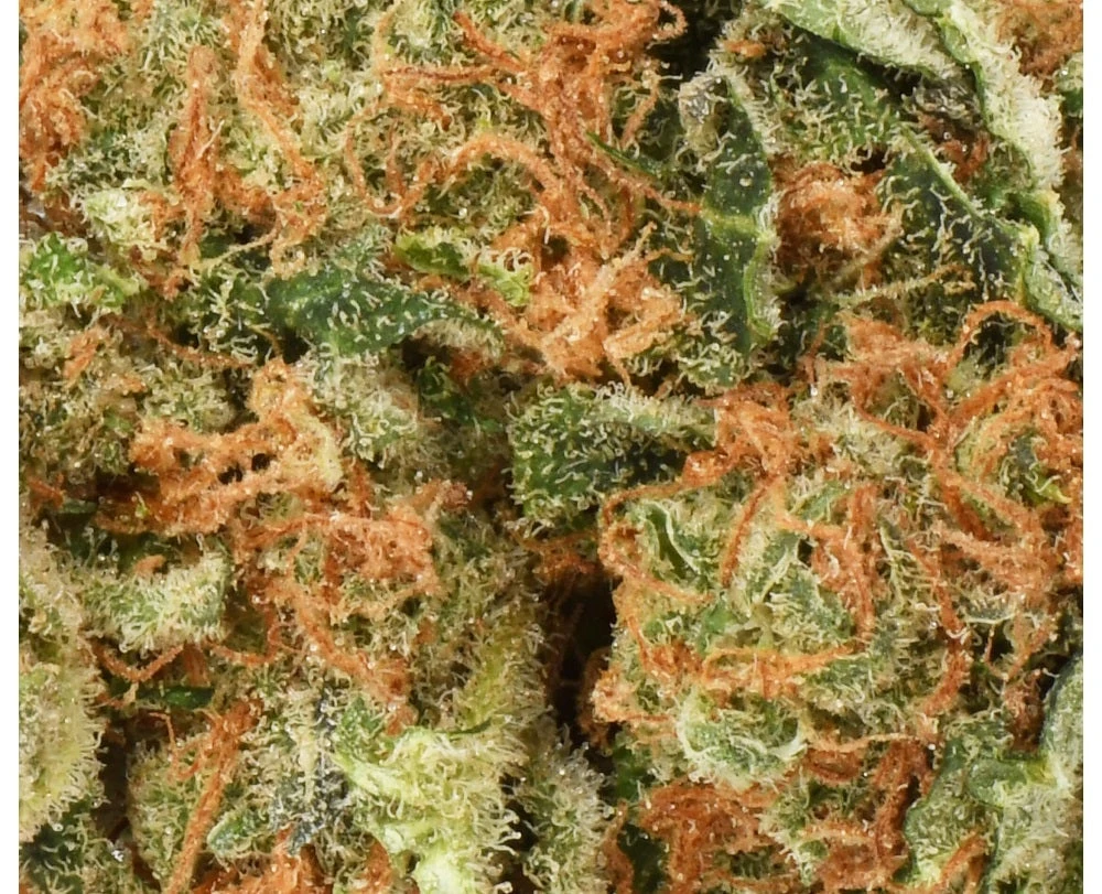 Table Top New Arrivals Amherst Super Skunk 5 Table Top New Arrivals Amherst Super Skunk