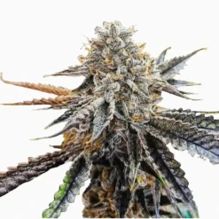 Sitka Micro Collection New Arrivals Animal Sorbet