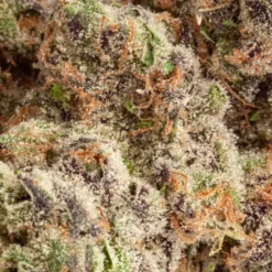 Upryze Cannabis New Arrivals Apple Fritter 7 Upryze Cannabis New Arrivals Apple Fritter