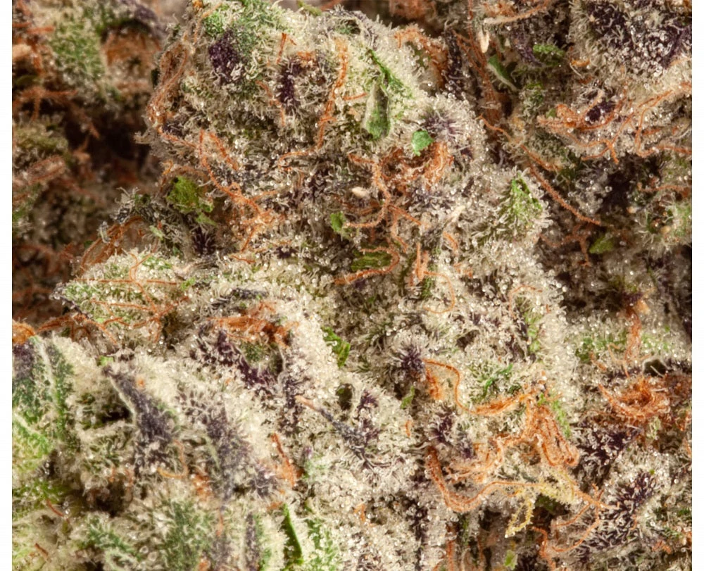 Upryze Cannabis New Arrivals Apple Fritter 5 Upryze Cannabis New Arrivals Apple Fritter