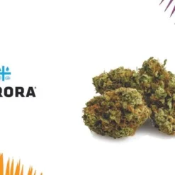 New Arrivals Aurora Mattego (MK Ultra)