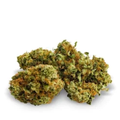 New Arrivals Aurora Mattego (MK Ultra)