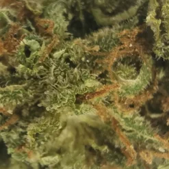 Sitka Micro Collection New Arrivals B. Island Banner