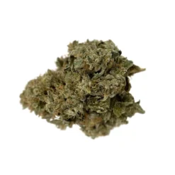 Sugarbud New Arrivals Bahama Blizzard 11