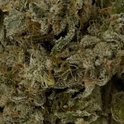 Sugarbud New Arrivals Bahama Blizzard 11 7 Sugarbud New Arrivals Bahama Blizzard 11