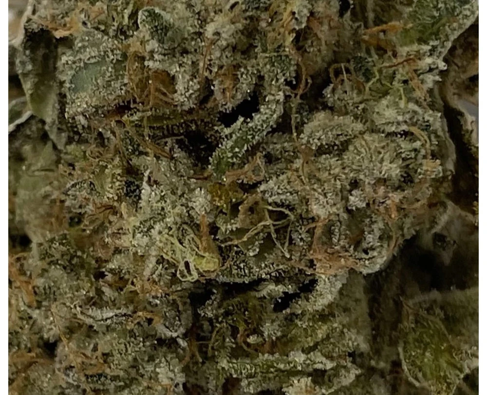 Sugarbud New Arrivals Bahama Blizzard 11 5 Sugarbud New Arrivals Bahama Blizzard 11