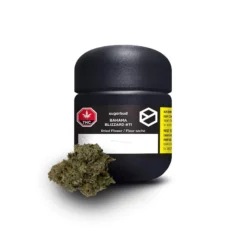 Sugarbud New Arrivals Bahama Blizzard 11