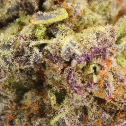 Palm Gardens Banana Punch New Arrivals