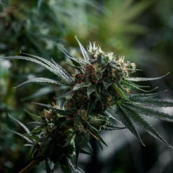 New Arrivals Simply Bare Organic BC Organic Blue Dream