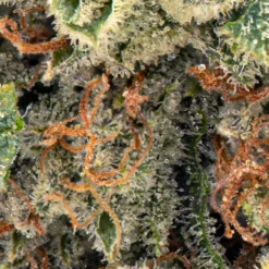 Big Bag O' Buds Original Glue New Arrivals