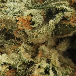 Sitka New Arrivals Black Triangle