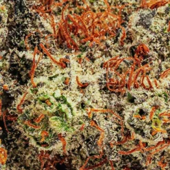 BOLD Blck Cndylnd 7 BOLD Blck Cndylnd