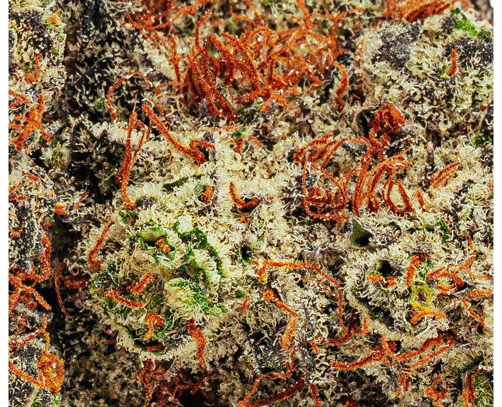 BOLD Blck Cndylnd 5 BOLD Blck Cndylnd