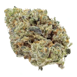 Artisan Batch Blue Iguana New Arrivals