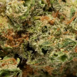 New Arrivals BOLD Bruce Banner 7 New Arrivals BOLD Bruce Banner