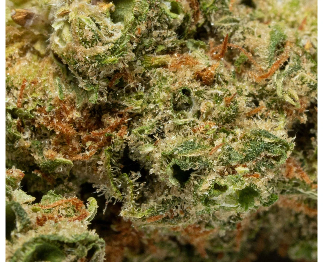 New Arrivals BOLD Bruce Banner 5 New Arrivals BOLD Bruce Banner