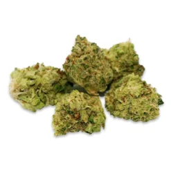 New Arrivals BOLD The Vision