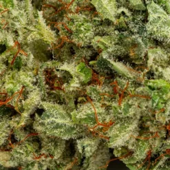 New Arrivals BOLD The Vision