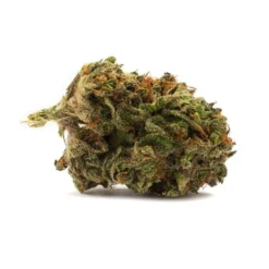 Houseplant Bomb Cyclone New Arrivals