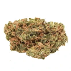 New Arrivals Bonify Lemon Zkttl