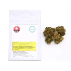 Bonify Mazar New Arrivals