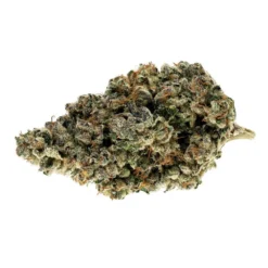 Broken Coast Stargazer (Sonora)