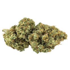 Msiku New Arrivals Bucket List 91 X White 91