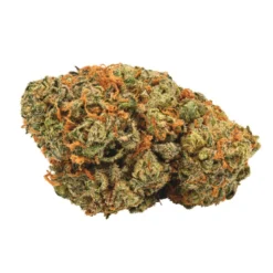 New Arrivals Buds Critical Mass X Black Domina